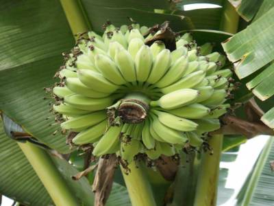 BANANES