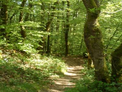Foret d'Huelgoat