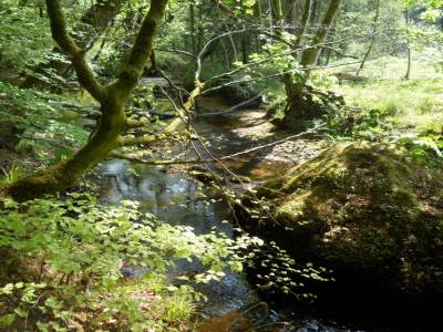 Foret d'Huelgoat
