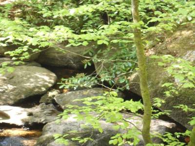 Foret d'Huelgoat