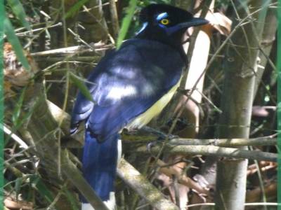 Oiseau d'Iguazu