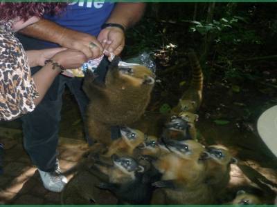 Coatis du parc d'Iguazu
