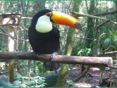 toucan du parc d'Iguazu