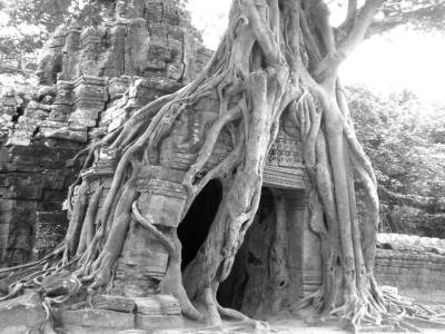 l'arbre defie la pierre...