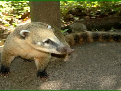 Coati Iguaçu
