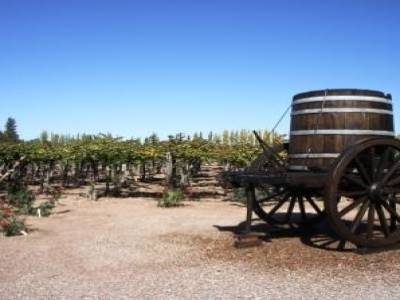 Mendoza, vignes d´une bodega francaise