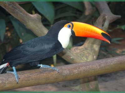 Toucan du parc des aves ,iguaçu,Brésil