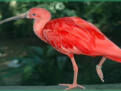 Parc des aves ,iguaçu,Brésil