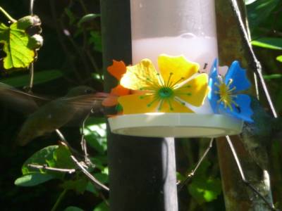 Oiseau mouche du parc des aves ,iguaçu,Brésil