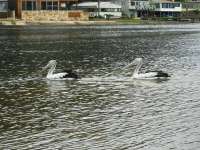 des albatros !
