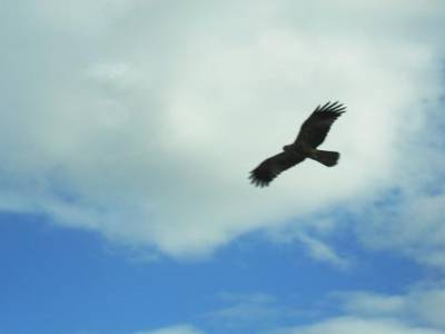 quand soudain, survenant de nulle part, surgit un aigle noir