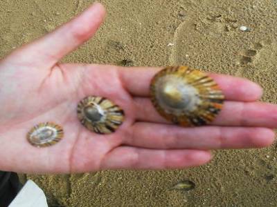 sur la plage abandonne, coquillage et crustaces