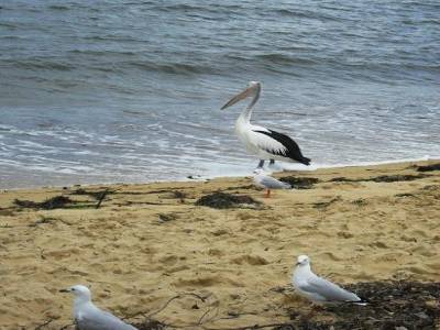 fais comme l'oiseau, ca vie d'air pur et d'eau de mer, l'oiseau