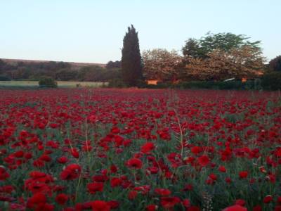 Champ de coquelicots