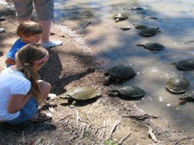tortue
