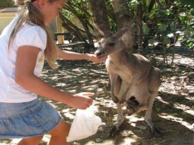 petit kangourou