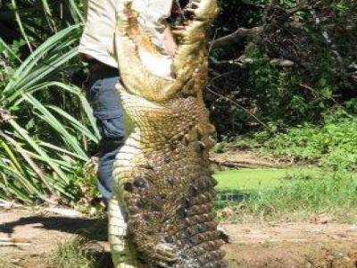 Croc