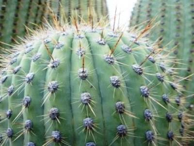 Cactus a Quilmes
