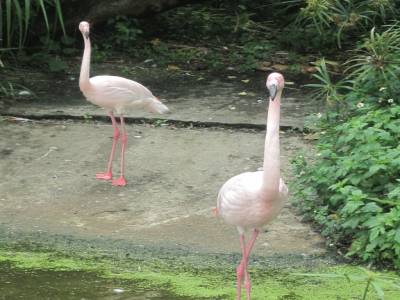 Taipei Zoo