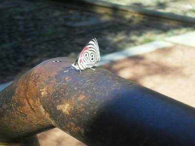 un joli papillon dans le parc Iguazu