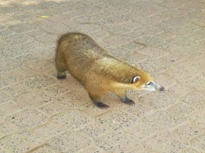 un coatis, si mes  souvenirs st bons... trop mignon!!