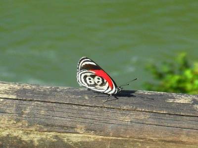 un papillon vosgien!!