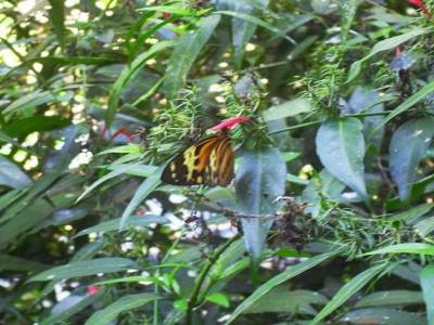 encore un butterfly