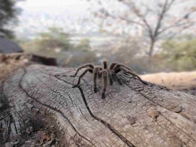 migale rencontré sur le chemin