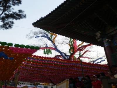 Lotus Lantern Festival