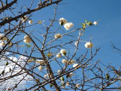 Arbre a coton a Monte Alban