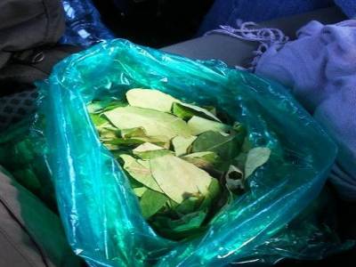 la coca est reconnue ici comme une plante salvatrice : elle aide a lutter contre le mal de montagne (soroche), la fatigue, contre le saignement des gencives et est bourree d´autres qualites.