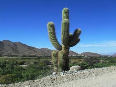 le monde entier est un cactus
