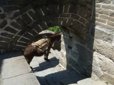 The Great Wall (Mutianyu section)