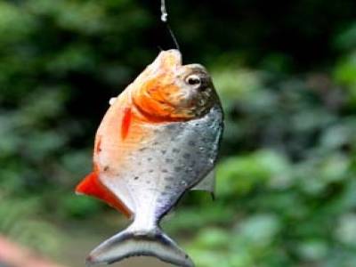 piranha