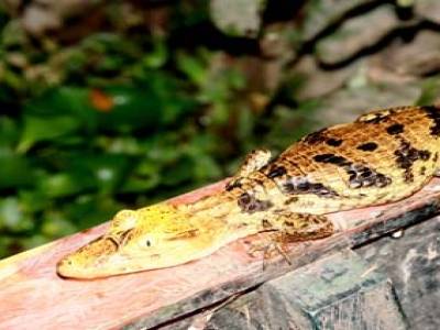 bébé aligator