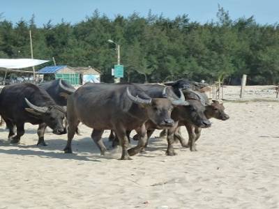 water buffalo on the beach