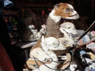 Foetus de lama, grigri local