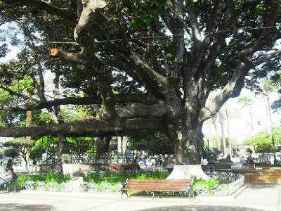 avec sa grande place et ses grands arbres