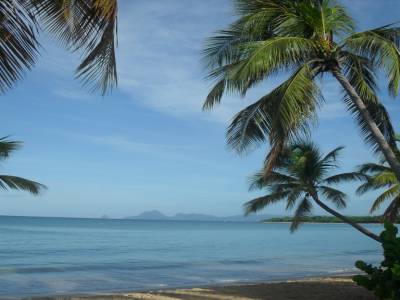 les cocotiers....