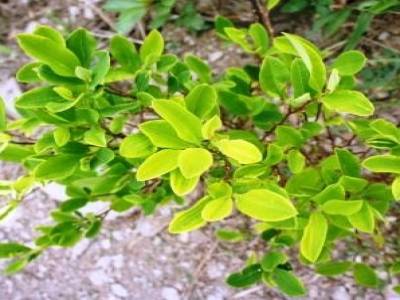 Feuilles de coca