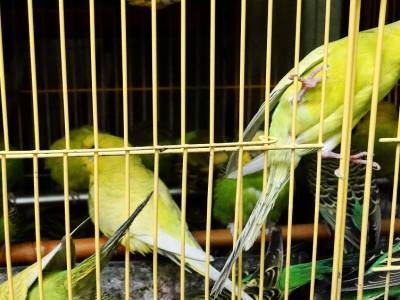 Marché aux oiseaux de Mongkok