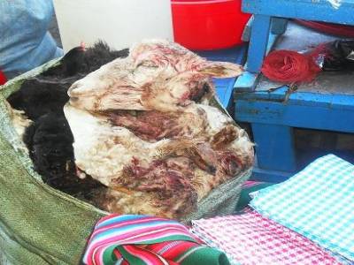 C´est une veritable boucherie