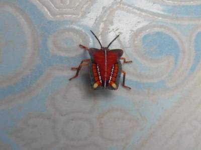 drôle d'insecte