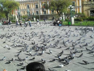 Pigeon : oiseau a la robe grise, sous mon regard tu te derobes, tu es vraiment le plus agile