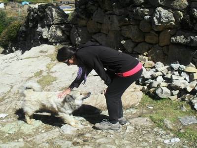On adore les animaux ! Et le chiens incas sont tres sympas !