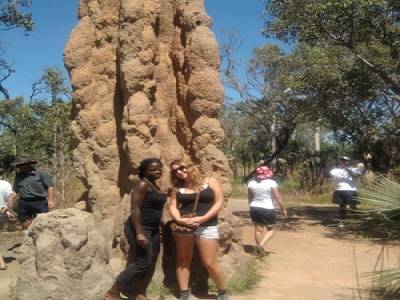 National Park Lichfield Tour - Nid de termites