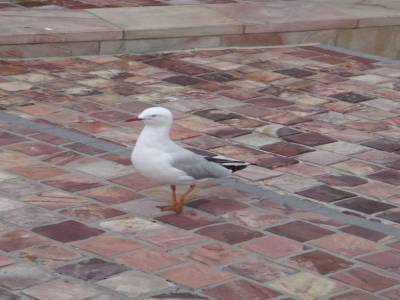 Un pigeon de Melbourne