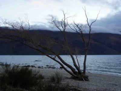 ARBRE