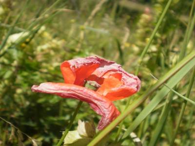 Coquelicot local