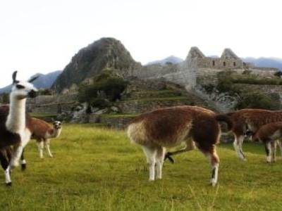 Lamas au Machu Pichu
